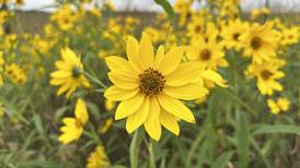 Bison, birds, plants all part of the draw for Nachusa Grasslands’ fall festival