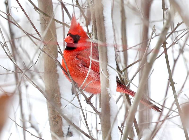 A cardinal perches in a tree to survey the snow Monday, March 16, 2026, at County Farm Woods Park in DeKalb. A March snowfall covered DeKalb County in about six inches of the white stuff Sunday night into Monday.