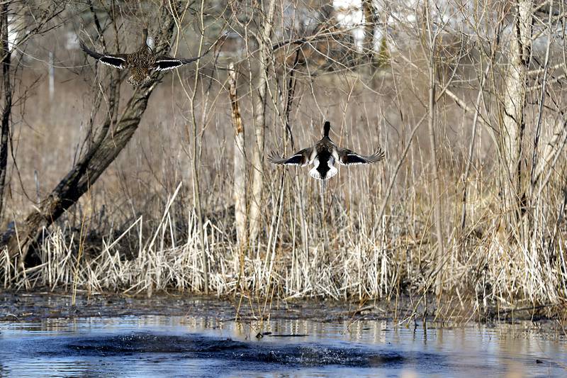 Mallard ducks take flight from a pond at the McHenry County Conservation District's Elizabeth Lake Nature Preserve Varga Archeological Site on Wednesday, March 6, 2024, The wetland area near Richmond along the Wisconsin Board is  composed of every stage of wetland. The area also a habitat for  29 species of native fish, 200 species of plant life, 55 species of birds, 15-20 butterfly species, and 20 state threatened and endangered species