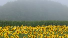 Photos: Sunflowers at Shabbona Lake State Recreation Area in full bloom