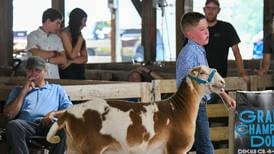 From farm to 4-H, youth present animals at DeKalb County 4-H fair in Sandwich