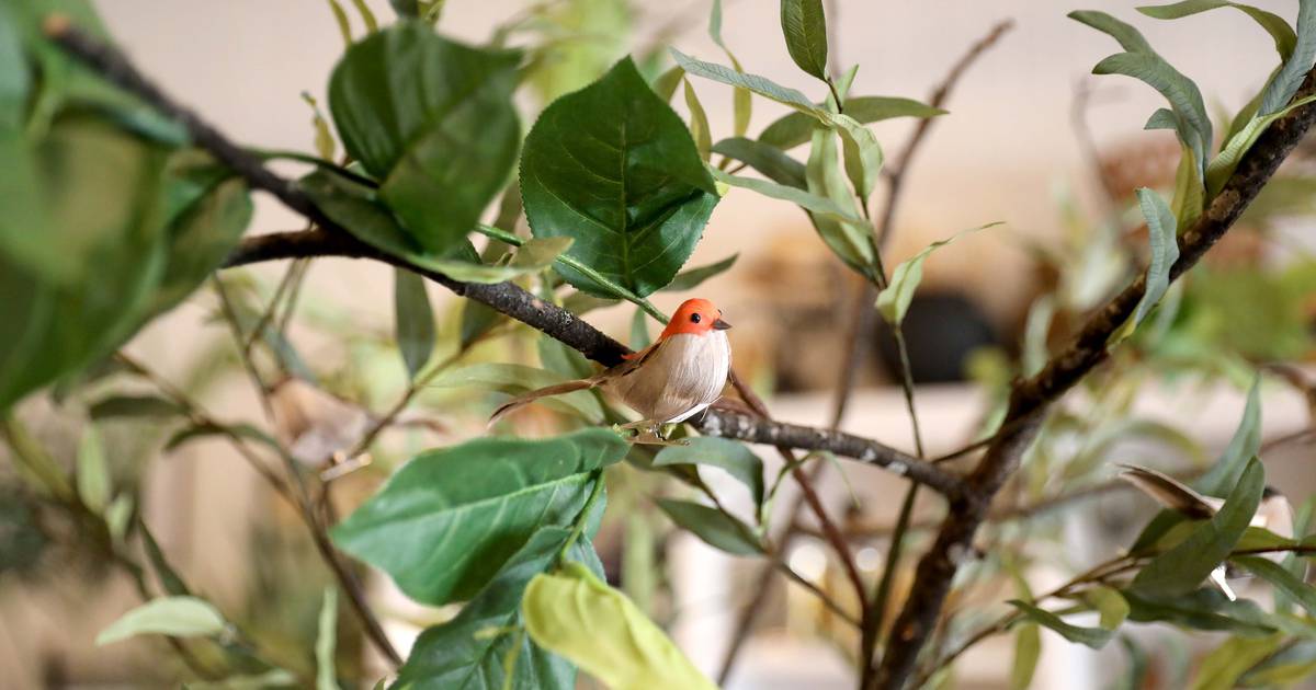 Photos House of Charlemagne home store to open in St. Charles Shaw Local