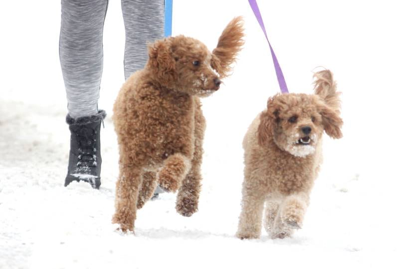 Roxanne Dorn of Algonquin walks with her two poodle mixes on Sunday, Dec. 7, 2025 in Algonquin.