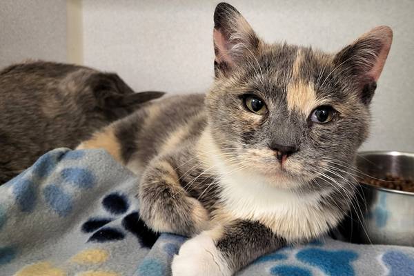 ‘Golden Girl’ kitten ready to find home of her own