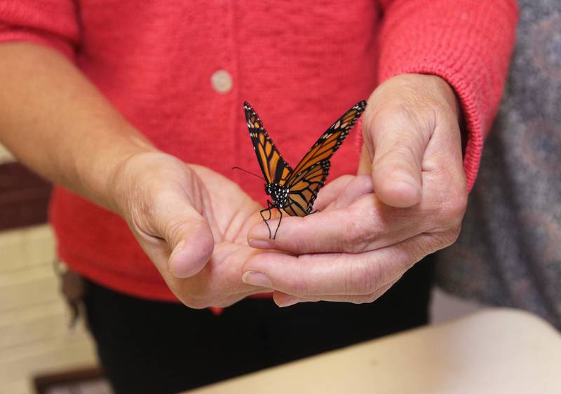 Pat Harrer, of Fox Lake holds a Monarch butterfly that has just emerged from their chrysalis in a butterfly house she brought to give people a sense of hope through her butterfly ministry during the Live 4 Life’s 9th Annual Day of Hope at the Community Center on September 17th in Fox Lake. Harrer has released 415 Monarch butterflies this year.
Photo by Candace H. Johnson for Shaw Local News Network