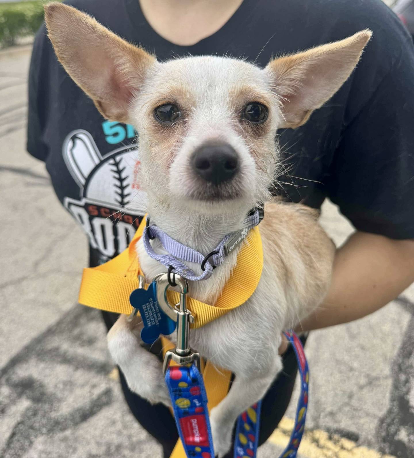 One of 49 pets Tiny N Tall Rescue, Inc., of St. Charles, transferred to Illinois foster homes from overcrowded Harlan County Animal Shelter in Kentucky since May 2025.