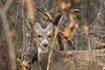 Oregon man hit with 23 counts related to illegal hunting activities in Lee, Ogle counties