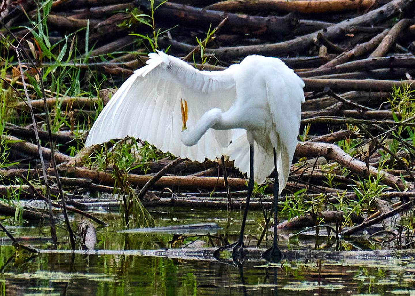 Contortionist great egret preens on a beaver lodge near Pingree Grove.