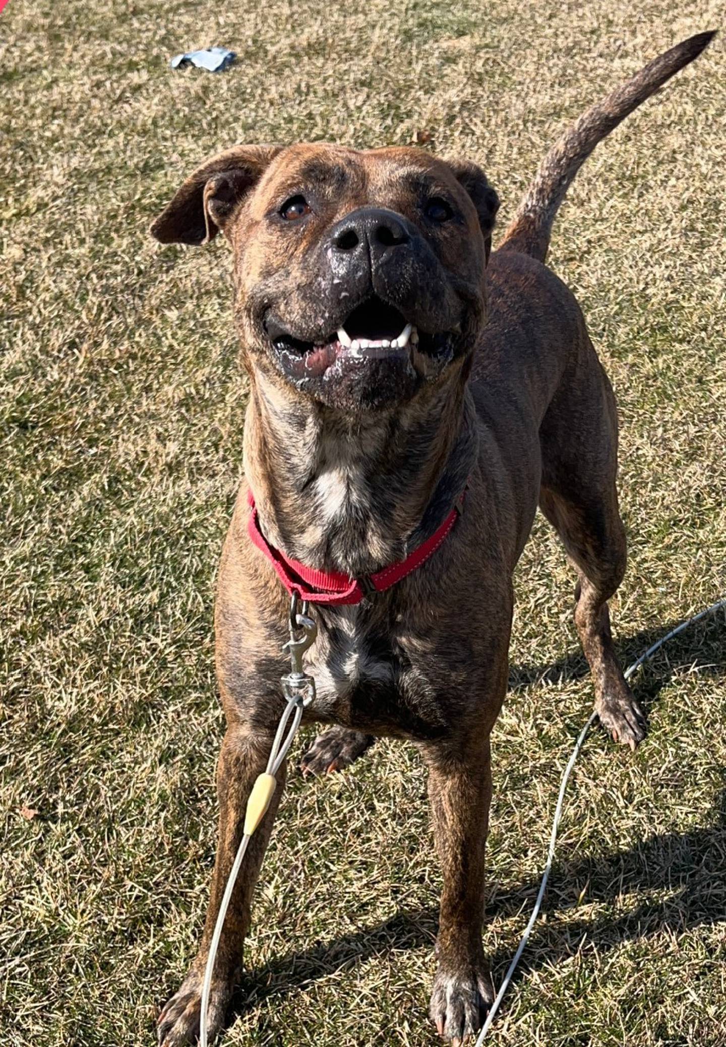 Deena is a 3-year-old brindle that does well with dogs, although not so much with small dogs and cats since her cut instinct gets ahead of her. Otherwise, Deena has great manners. She knows three commands: sit, lie down and paw. She loves affection and rolls on her back for belly rubs. She loves to chase water from the outside hose. To meet Deena, call Joliet Township Animal Control at 815-725-0333 with any questions.