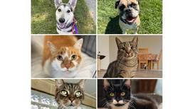 Will County Pets of the Week: Sept. 29, 2025