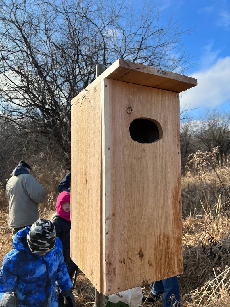 A replacement wood duck nest is installed in the ground near water.