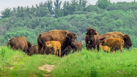 Herman to present April 25 program on Nachusa Grasslands at Oregon Depot 
