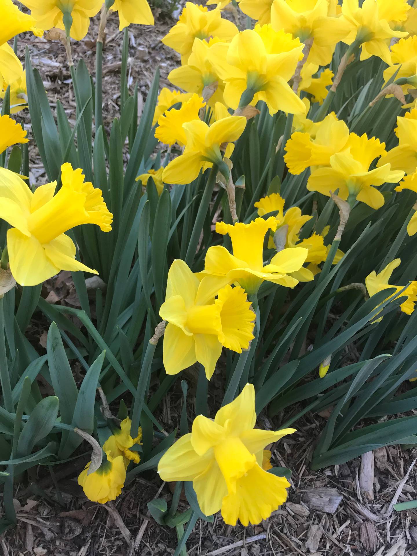 Bright yellow daffodils emerge as a sure sign of spring.