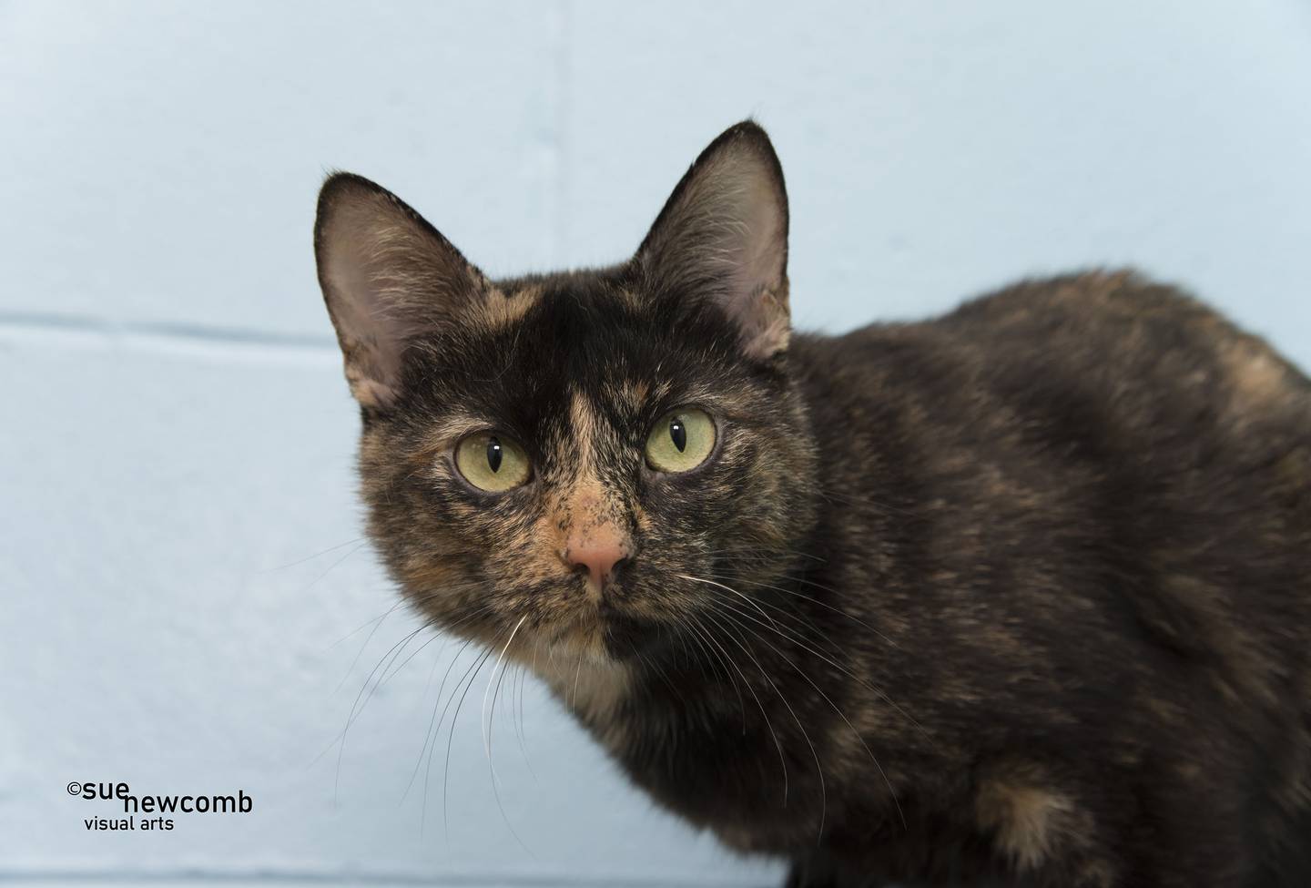 Izzi is a gorgeous tortoiseshell cat who was found as a pregnant stray and never claimed. She loves to play and cuddle with humans. Izzi needs a home without other cats as they take the spotlight away from her and she doesn’t appreciate them. Contact the Will County Humane Society at willcountyhumane.com and follow the instructions for the adoption process.