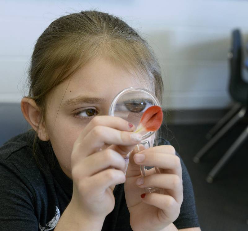 Using a magnifying glass, Centennial School fourth grader Hayden Flori examines the many parts of a Peruvian lily Thursday, April 21, 2022, during a special Ag in the Classroom presentation sponsored by the La Salle County Farm Bureau Foundation.