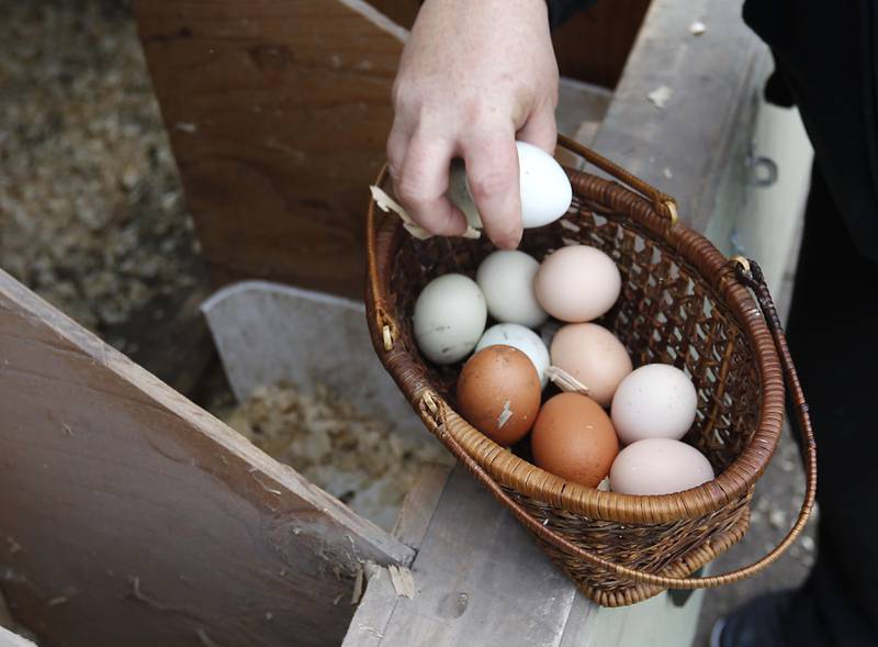 Jessica Martell collects eggs from her backyard chickens, on Wednesday, March 27, 2024, at her home on Half Mile Trail north of Crystal Lake.