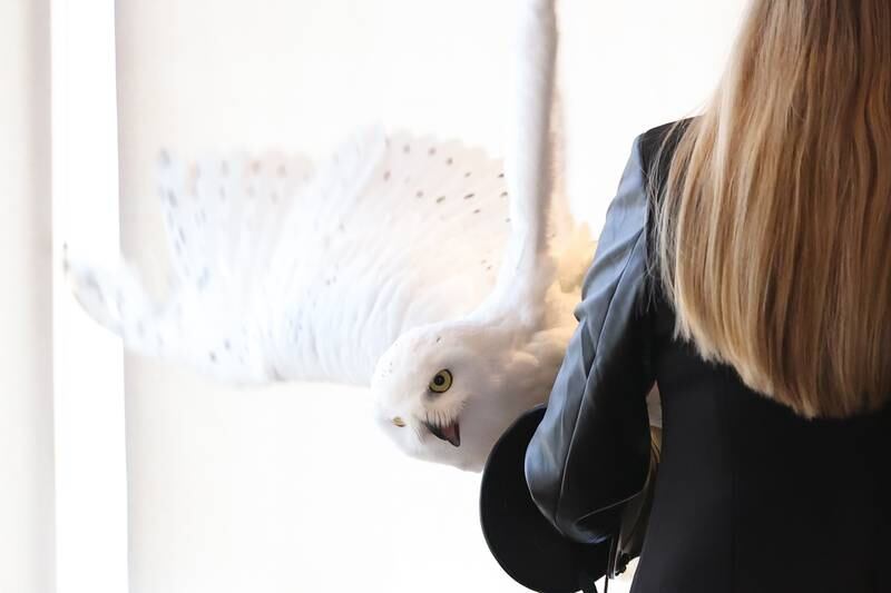 Wesley, a rescued Snowy Owl, flaps his wings as his makes an appearance at the Four Rivers Environmental Education Center’s annual Eagle Watch program in Channahon.