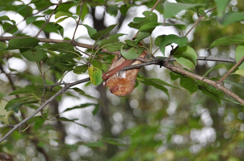 Watch as bats emerge from their sleeping quarters to hunt during a Bat Night Hike for Adults on Aug. 30 at the Forest Preserve District of Will County’s Hammel Woods in Shorewood.