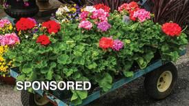 How to Care for Geraniums