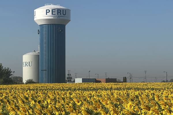 Photos: Peru sunflower field in full bloom 