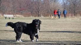 Will County forest preserve hosts dogs and their owners at Mutts and Mugs Day 