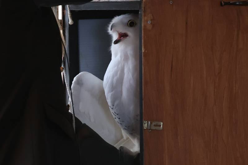 Wesley, a rescued Snowy Owl, flaps sits in his box during the presentation at the Four Rivers Environmental Education Center’s annual Eagle Watch program in Channahon.