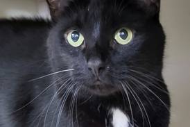 Laidback cat ready to curl up with forever family