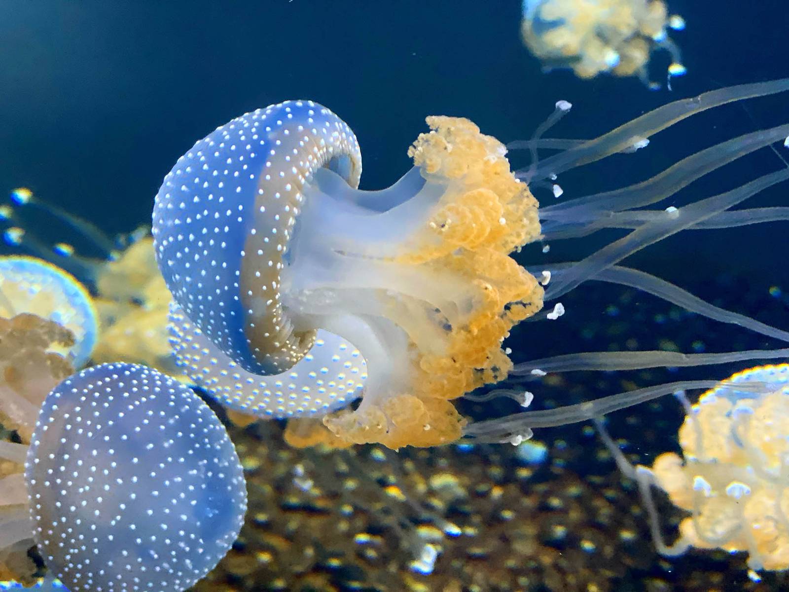 Antioch woman places in Brookfield Zoo photo contest Shaw Local