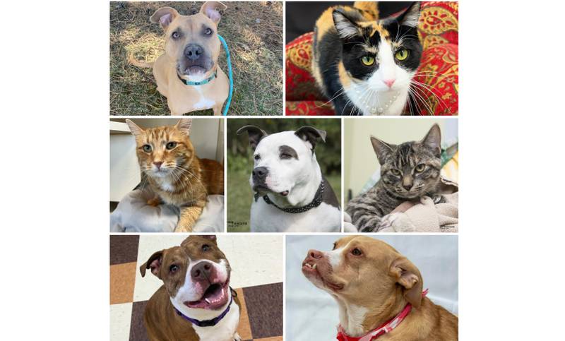 The Herald-News presents this week’s Pets of the Week. Read the description of each pet to find out about it, including where it can be adopted in Will County.