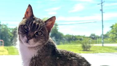 Older, loving cat ready to snuggle up with forever family