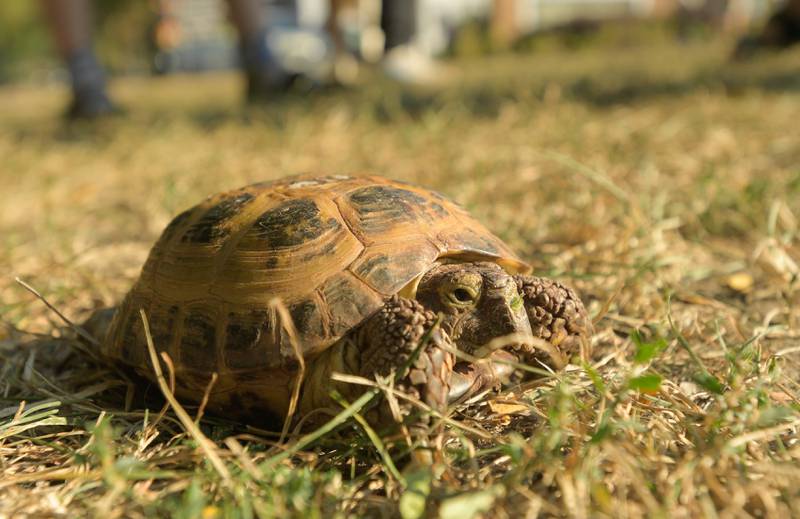 Gatsby the tortoise participated in the annual pet blessing service at Geneva Lutheran Church on Saturday, Oct 4, 2025 in Geneva.