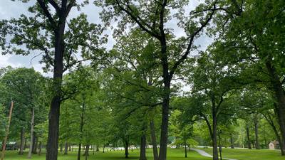 Movies in the Park returns to Goold Park for Summer 2025