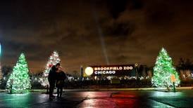 Experience holiday magic at Brookfield Zoo Chicago this season