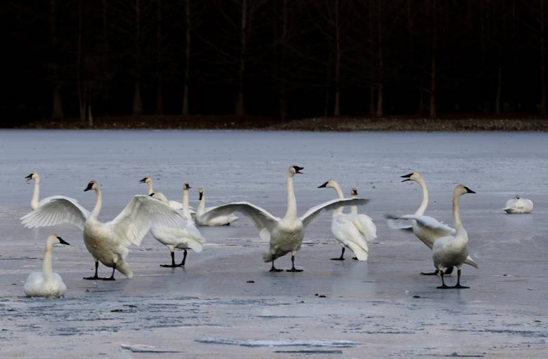 Trumpeters swans gather on a lake near Harvard on Monday, Dec. 2, 2024. In 1985, Henri Giugni and his wife, June, brought in four pairs of native trumpeter swans and now up to 100 trumpeter swans return every winter to their property near Harvard.