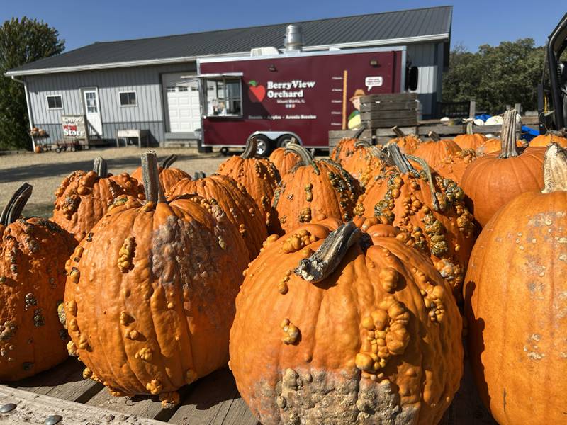 A hayrack full of pumpkins is displayed at BerryView Orchard, Mt. Morris, on Saturday, Sept. 27, 2025, during the annual Back Roads Market.