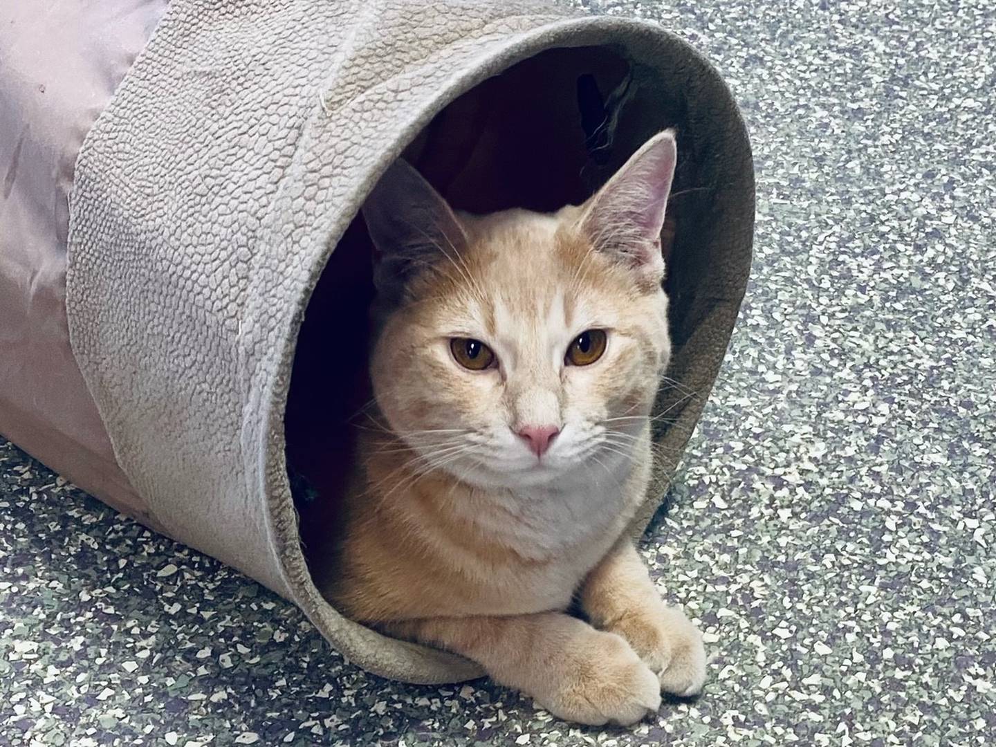 Tag is an 8-month-old domestic shorthair. He is energetic, kindhearted, and loving. Tag is high-spirited and enjoys playing with his toys. For more information on Tag, please visit justanimals.org or call 815-448-2510.