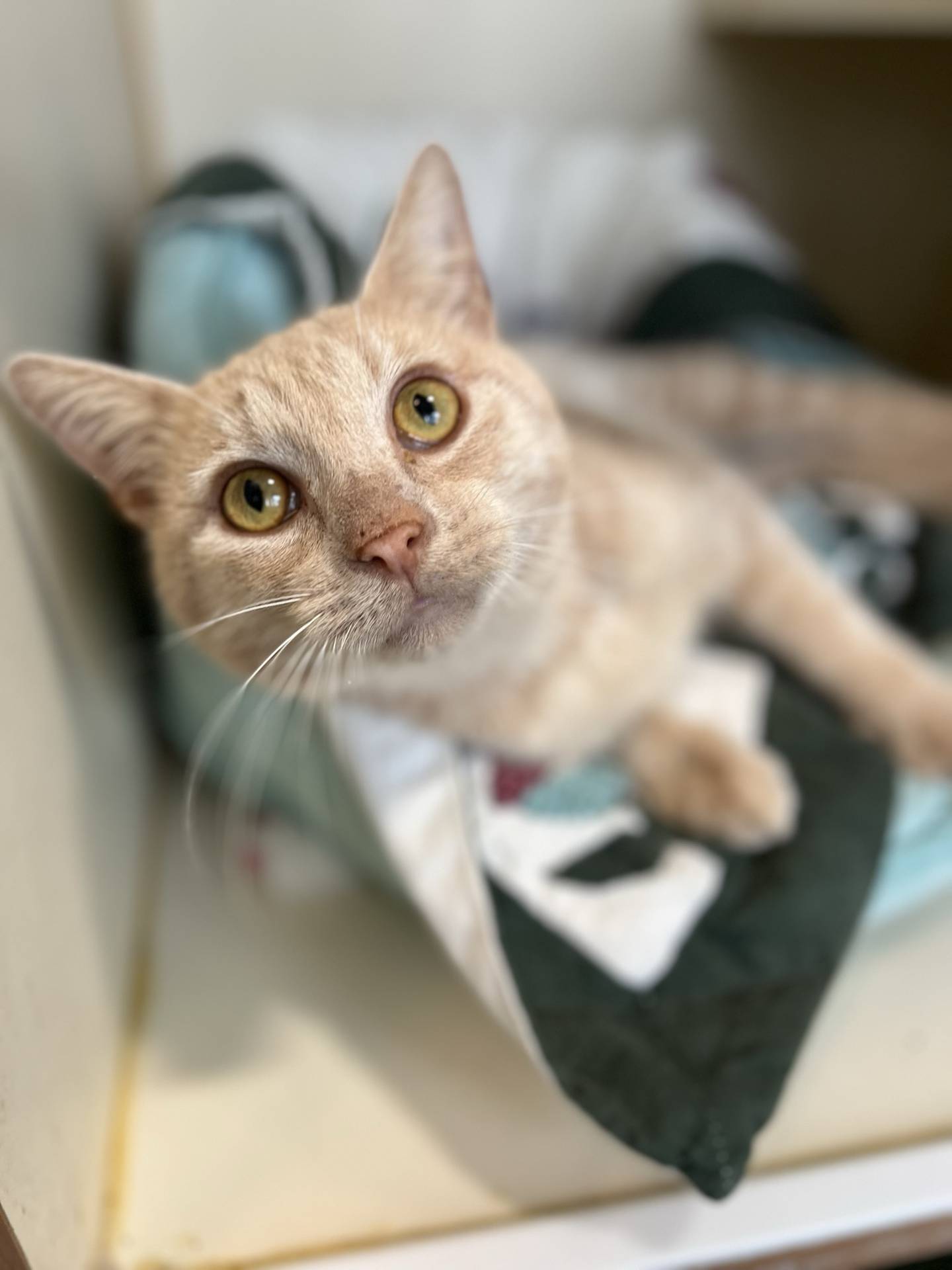 Cheddar Cheese is a 2-year-old tabby that was found as a stray. He loves pets and attention and is a big fan of belly rubs. He purrs a lot once he’s comfortable. He will make a great companion cat. To meet Cheddar Cheese, email Catadoptions@nawsus.org. Visit nawsus.org.