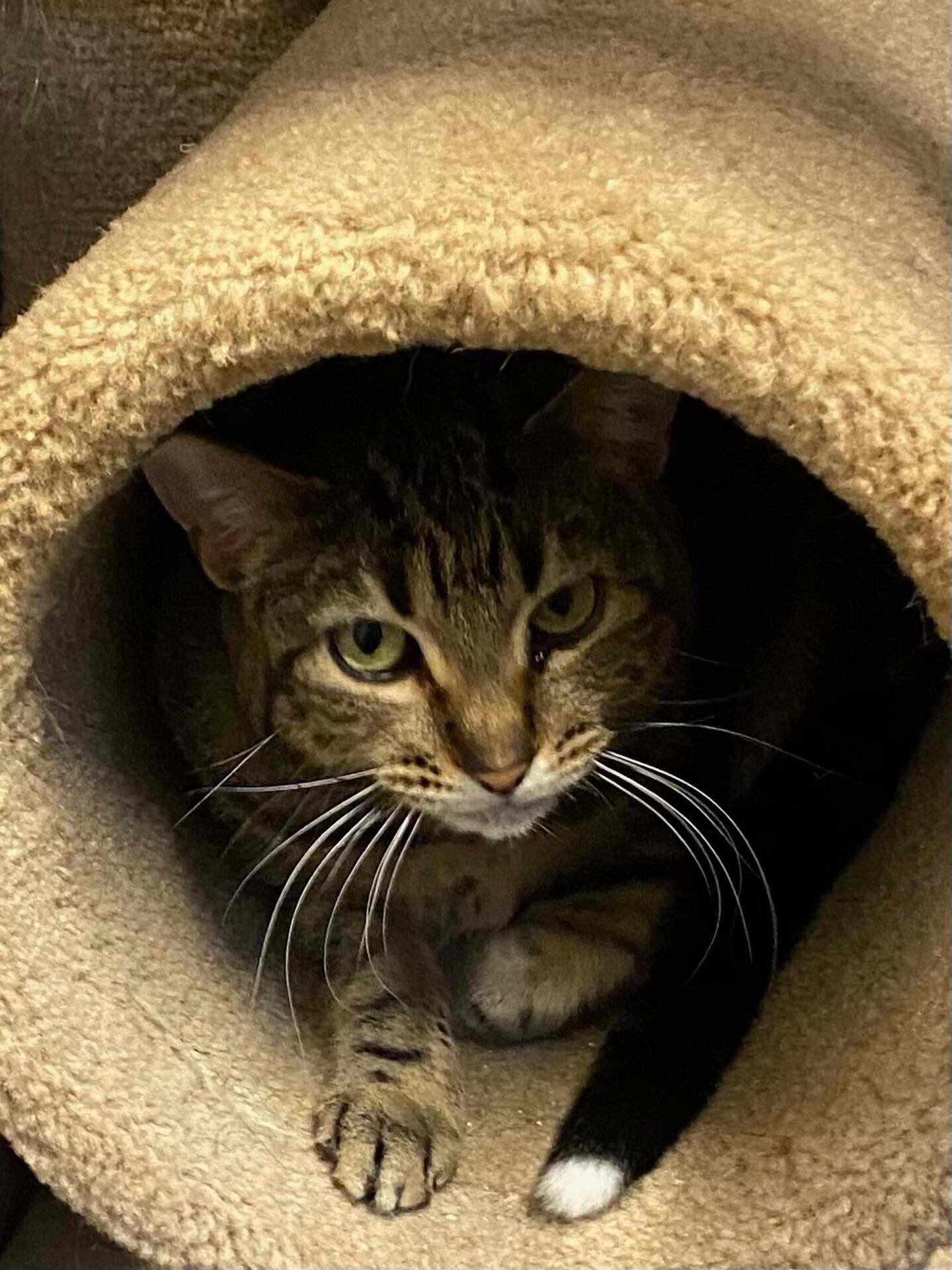 Macy is a 3-year-old gray short-hair tabby who is very laid back. Macy is loves people and attention. She has arthritis, so she is often lounging.  She is very affectionate and gets along well with other cats.