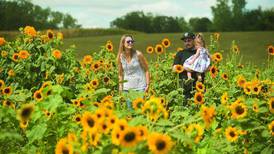 Kuipers Family Farm Sunflower Fest,  whiskey tasting event this fall