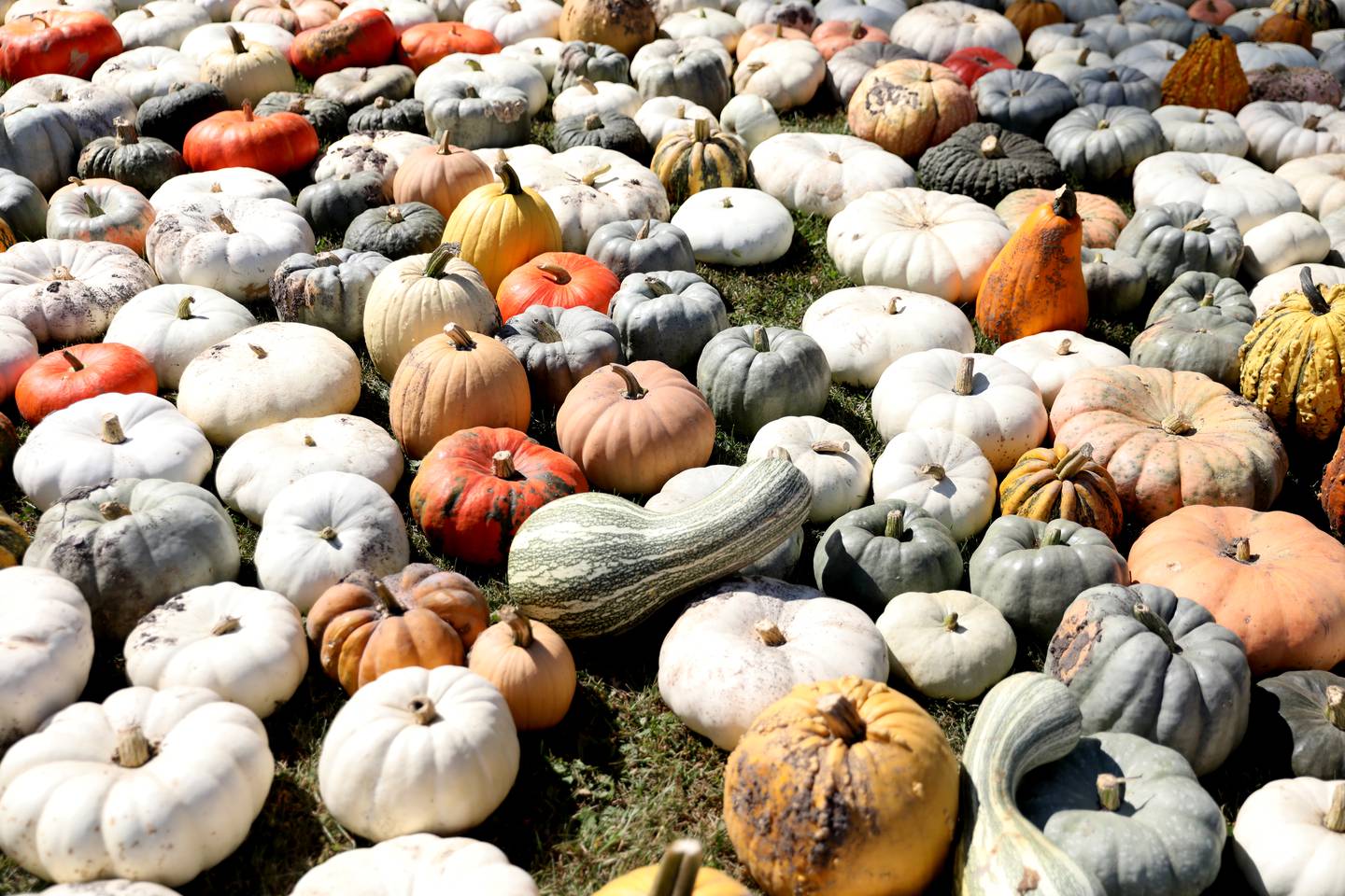 The Sugar Grove Pumpkin Farm is celebrating their 10th anniversary this year.