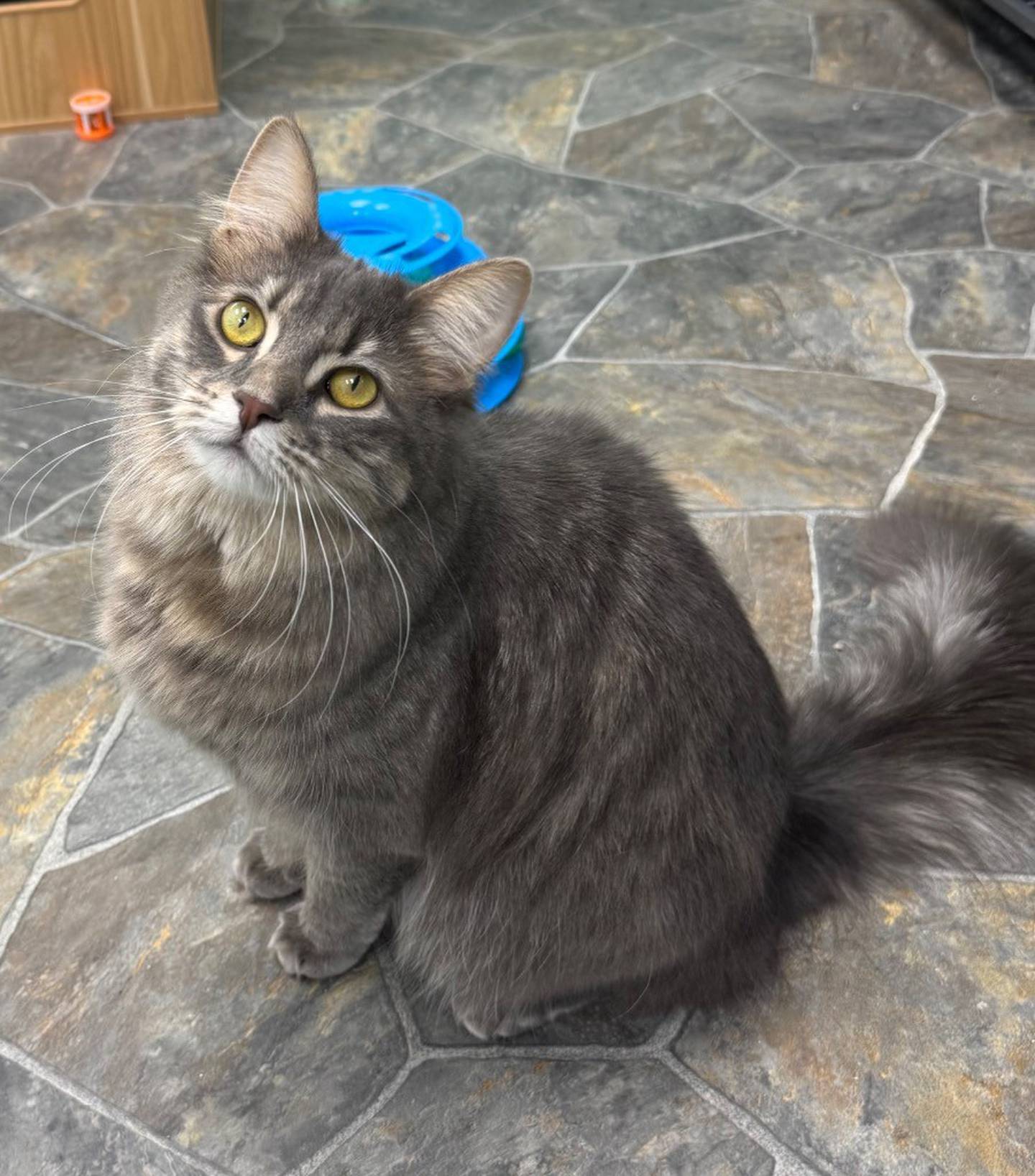 Bumblebee is a 1-year-old, medium-haired tabby. She needs a calm home where she can relax, get pets, play with toys and watch birds through the windows from a cat tree. To meet Bumblebee, email the Will County Humane Society at willcountyhumane.com and follow the instructions for the adoption process.