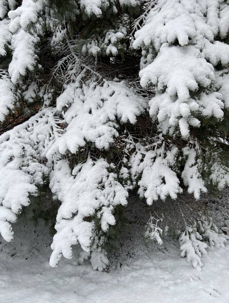 Evergreen branches were covered after snow fell overnight and into Saturday morning in Crystal Lake on March 25, 2023.