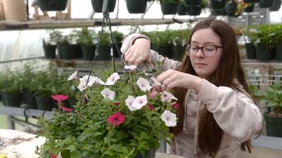 Forreston FFA greenhouse opens with plenty of plants for sale