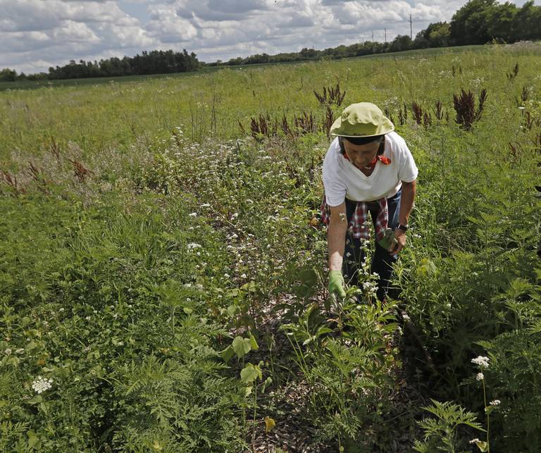 Linda Balek, Farm Program Manager for Land Conservancy of McHenry County, visits the conservancy's "farm forest" near the intersection of Dean Street and Hercules Road in Woodstock, Wednesday, June 13, 2022, to see how well some of the plants they planted are growing. The Land Conservancy of McHenry County is working on creating  a creating a place where they will utilize native plants and regrow trees that will also be able to produce crops creating something of a more dense agrifarm.