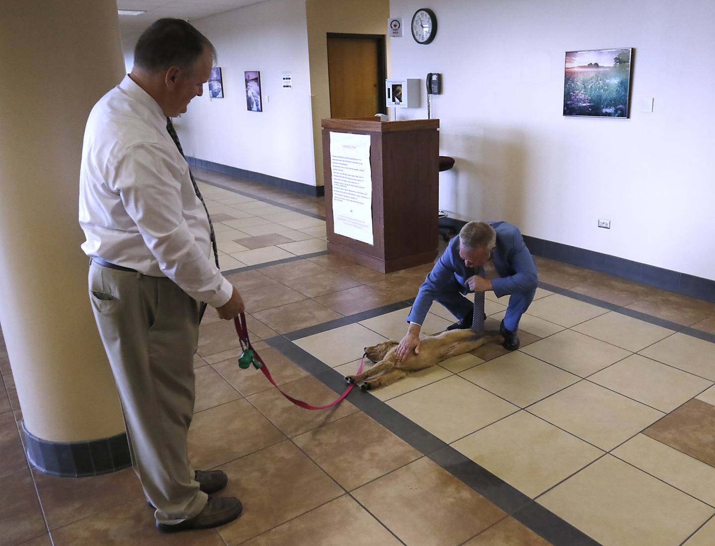 McHenry County Public Defender Mark Cook pets Honey as Dan Wallis, the McHenry County Trial Court Administrator, walks the new support and comfort golden retriever around the McHenry County Courthouse on Wednesday, September 11, 2024, in Woodstock. Currently, the puppy is in the socializing stage of her training.
