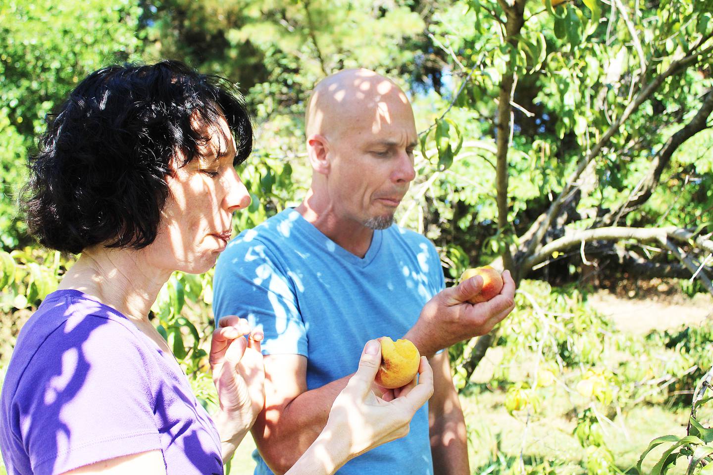 Penny and Nate Peterson take a bite out of a peach in the orchard at Wishful Acres Farm and Brewery in Lena. Peach mango ale is a year-round offering at the brewery.