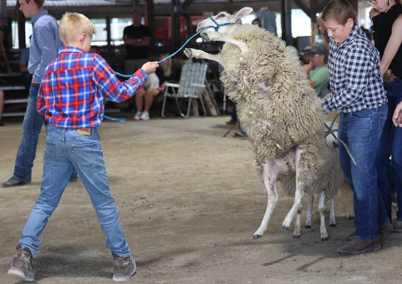 A sheep gets a little feisty at the sheep show Friday, Aug. 1, 2025, during the DeKalb County 4-H Livestock Fair at the Sandwich Fairgrounds.