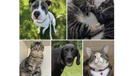 Will County Pets of the Week: Aug. 18, 2024
