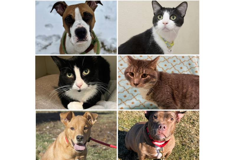 The Herald-News presents this week’s Pets of the Week. Read the description of each pet to find out about that pet, including where he or she can be adopted