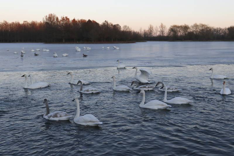 Trumpeter swans gather on Monday, Dec. 2, 2024, at Somerset Manor near Harvard. In 1985, Henri Giugni and his wife, June, brought in four pairs of native trumpeter swans and now up to 100 trumpeter swans return every winter to their Harvard-area property.